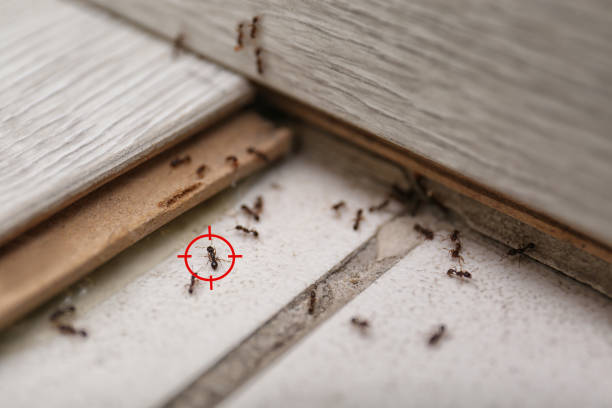 Best Pest Removal Services  in Strum, WI