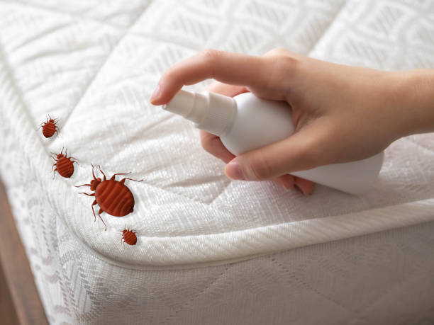 Best Insect Control  in Strum, WI