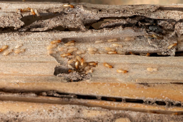 Best Wildlife Control Services  in Strum, WI
