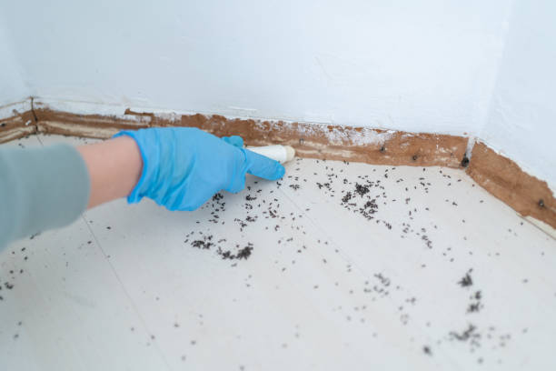 Best Wasp Removal Services  in Strum, WI